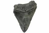 Fossil Megalodon Tooth - South Carolina #308078-1